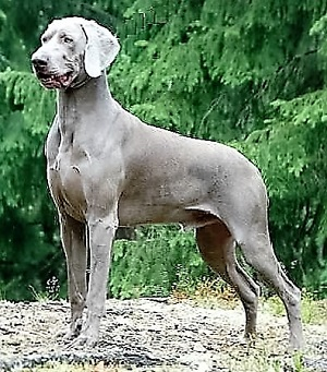 Weimaraner rottweiler store